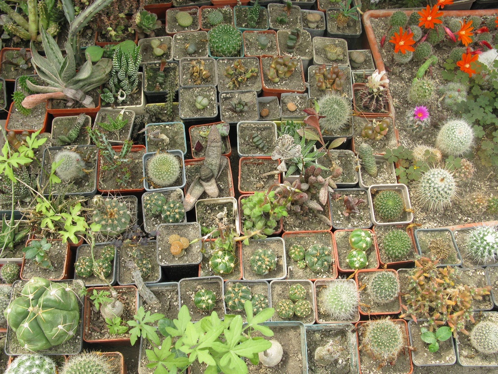 Фото коллекции В.М. Павлика (г. Жашков)