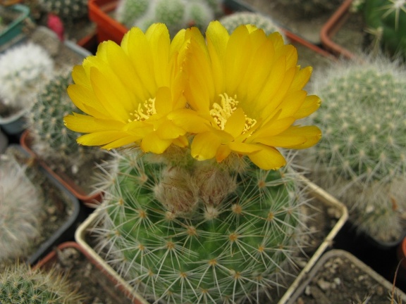 Фото коллекции В.М. Павлика (г. Жашков)