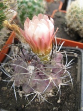 Фото коллекции В.М. Павлика (г. Жашков)