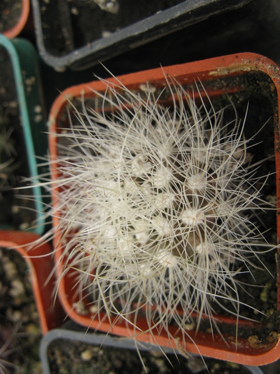 Фото коллекции В.М. Павлика (г. Жашков)