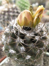 Фото коллекции В.М. Павлика (г. Жашков)