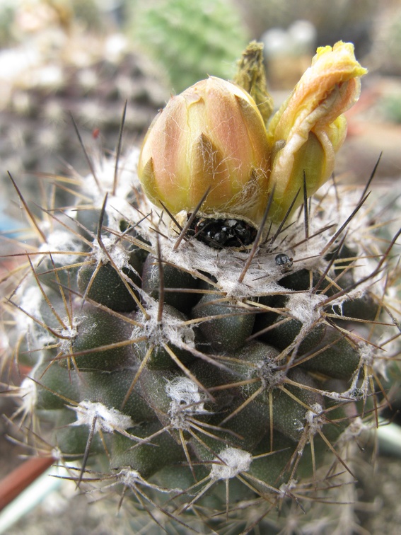 Фото коллекции В.М. Павлика (г. Жашков)