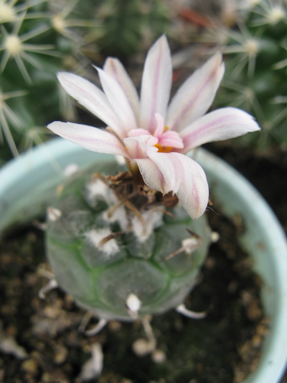 Фото коллекции В.М. Павлика (г. Жашков)