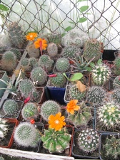 Фото коллекции В.М. Павлика (г. Жашков)