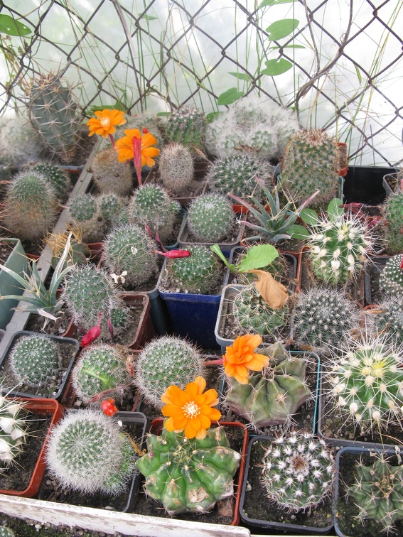 Фото коллекции В.М. Павлика (г. Жашков)