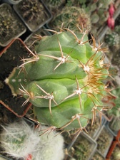 Фото коллекции В.М. Павлика (г. Жашков)