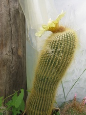 Фото коллекции В.М. Павлика (г. Жашков)