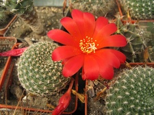 Фото коллекции В.М. Павлика (г. Жашков)