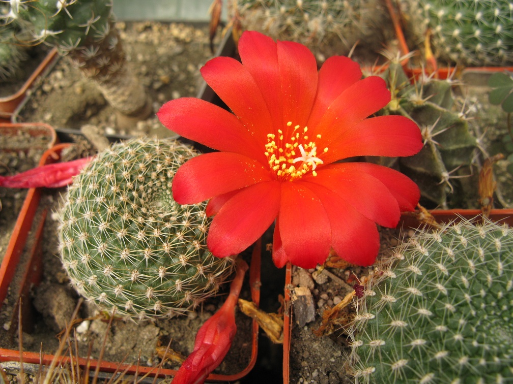 Фото коллекции В.М. Павлика (г. Жашков)