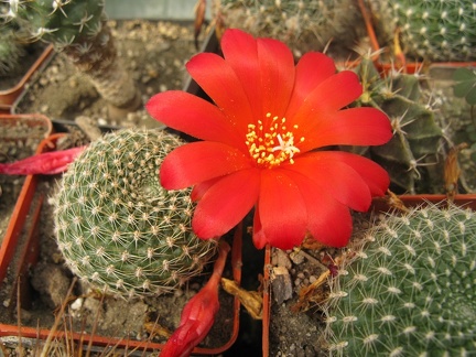 Фото коллекции В.М. Павлика (г. Жашков)