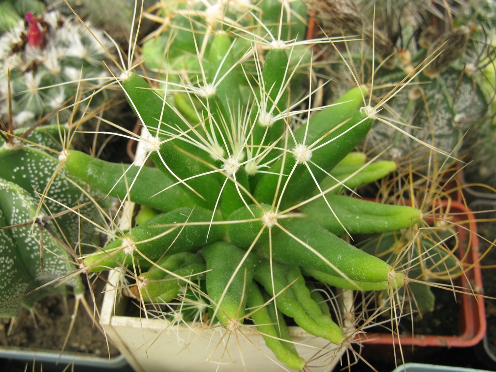 Фото коллекции В.М. Павлика (г. Жашков)