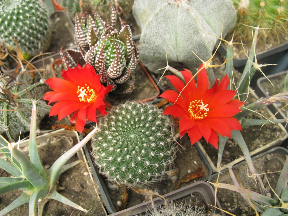 Фото коллекции В.М. Павлика (г. Жашков)