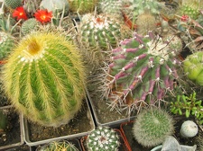 Фото коллекции В.М. Павлика (г. Жашков)