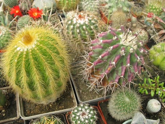 Фото коллекции В.М. Павлика (г. Жашков)