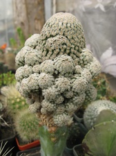 Фото коллекции В.М. Павлика (г. Жашков)