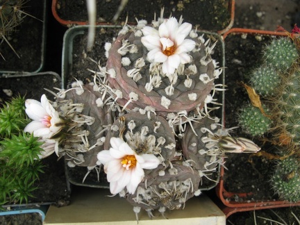 Фото коллекции В.М. Павлика (г. Жашков)