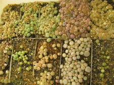 Фото коллекции В.М. Павлика (г. Жашков)