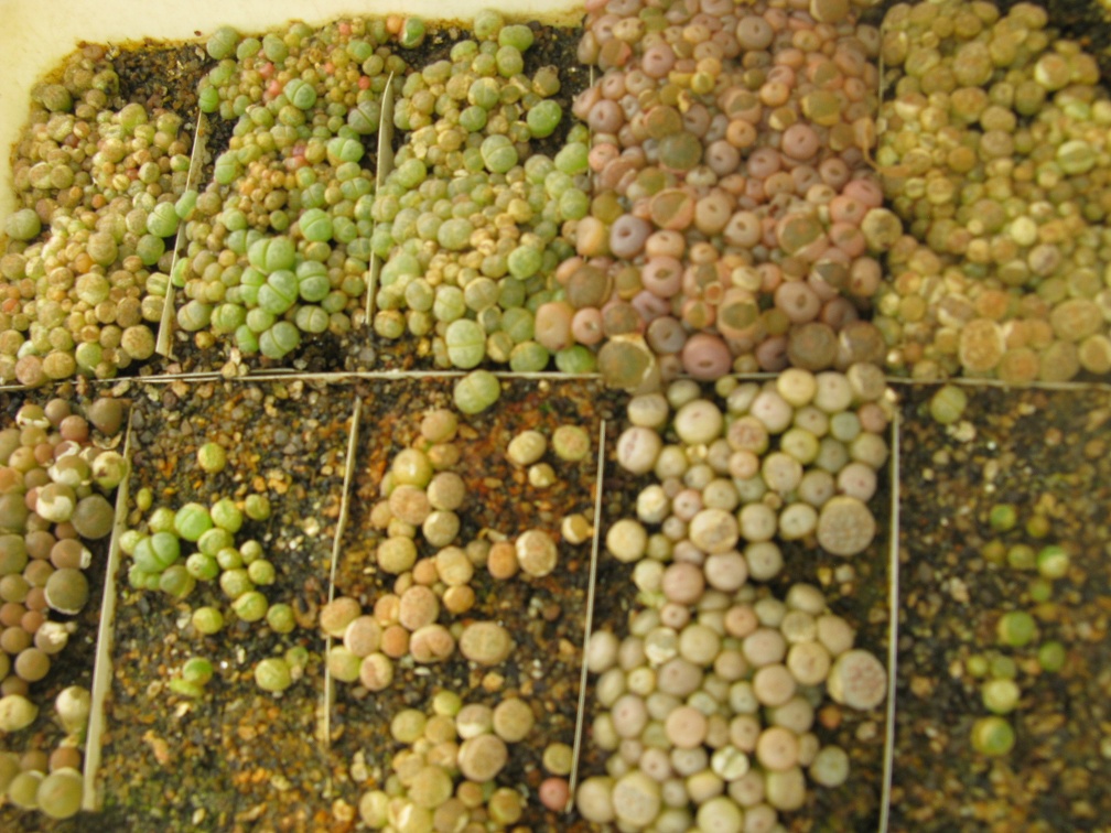 Фото коллекции В.М. Павлика (г. Жашков)