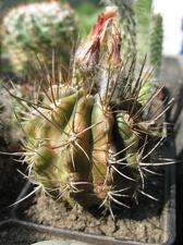 Фото коллекции В.М. Павлика (г. Жашков)