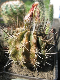 Фото коллекции В.М. Павлика (г. Жашков)