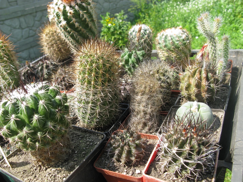 Фото коллекции В.М. Павлика (г. Жашков)