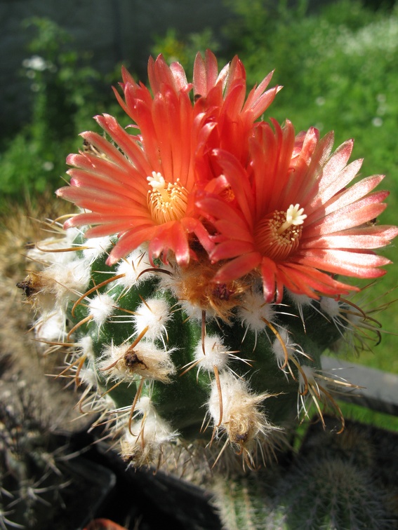 Фото коллекции В.М. Павлика (г. Жашков)