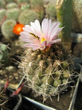 Фото коллекции В.М. Павлика (г. Жашков)