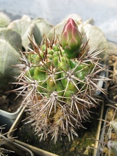 Фото коллекции В.М. Павлика (г. Жашков)