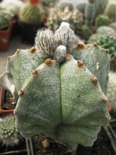 Фото коллекции В.М. Павлика (г. Жашков)