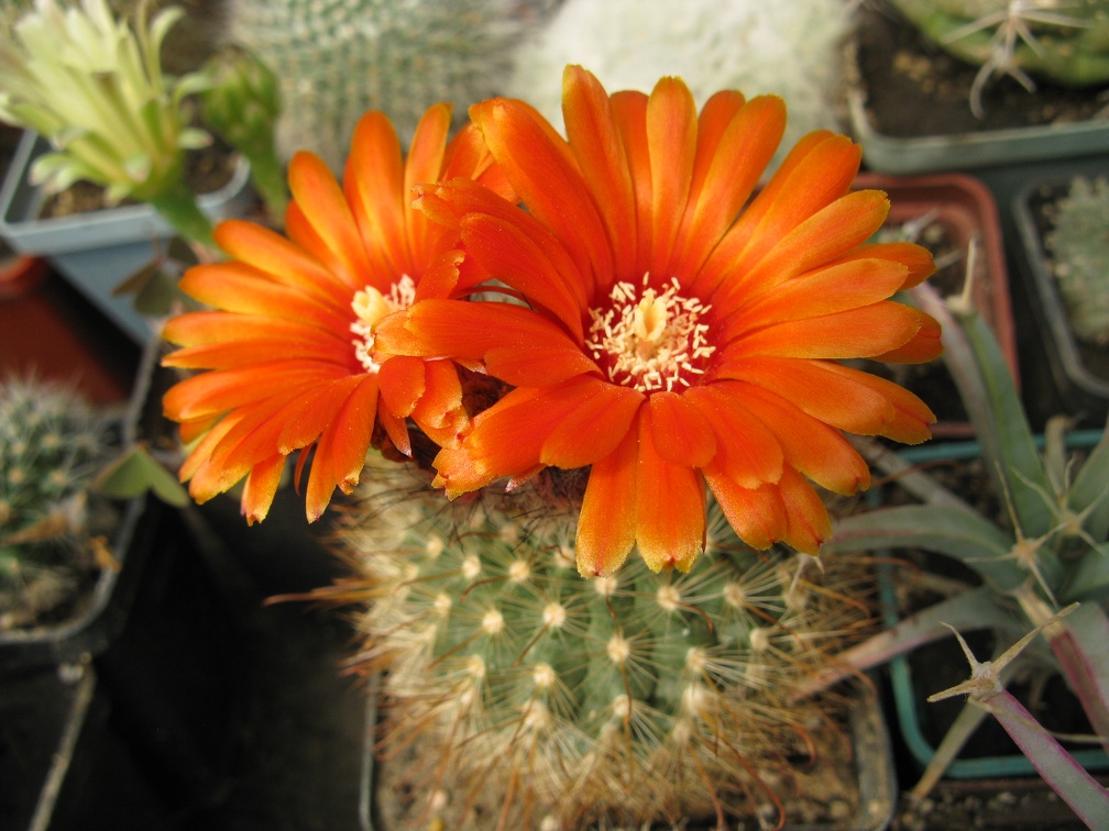 Фото коллекции В.М. Павлика (г. Жашков)