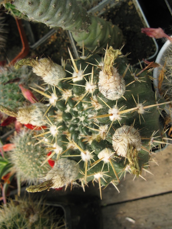 Фото коллекции В.М. Павлика (г. Жашков)