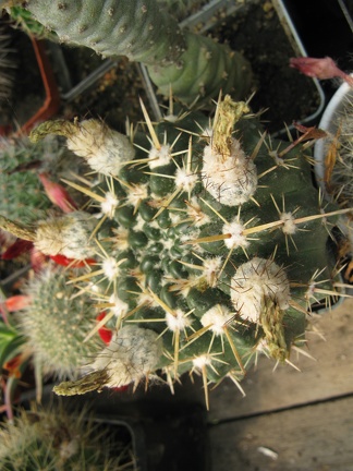 Фото коллекции В.М. Павлика (г. Жашков)