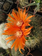 Фото коллекции В.М. Павлика (г. Жашков)