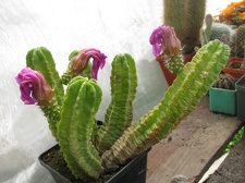 Фото коллекции В.М. Павлика (г. Жашков)