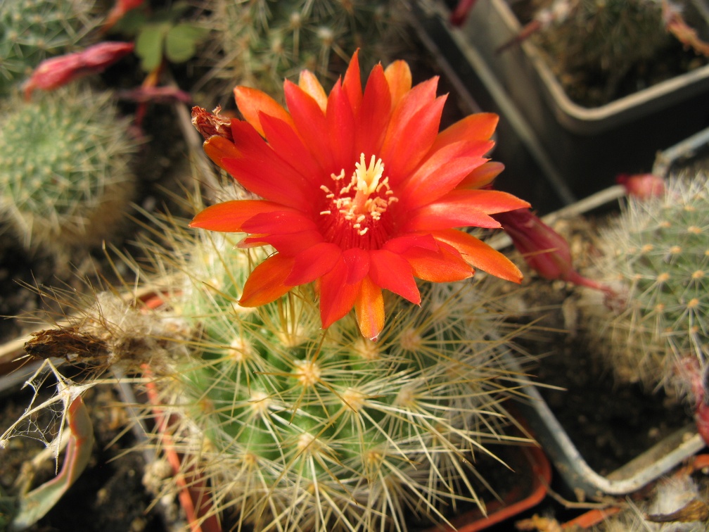 Фото коллекции В.М. Павлика (г. Жашков)