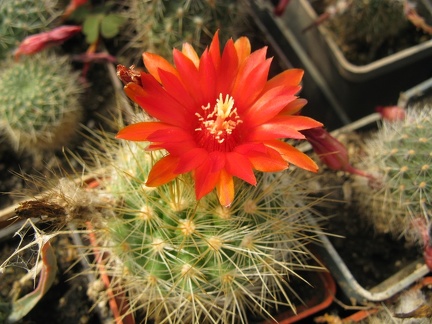 Фото коллекции В.М. Павлика (г. Жашков)