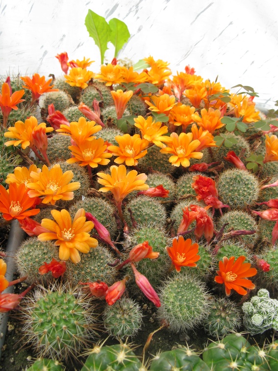 Фото коллекции В.М. Павлика (г. Жашков)