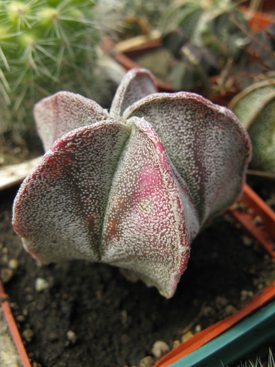 Фото коллекции В.М. Павлика (г. Жашков)