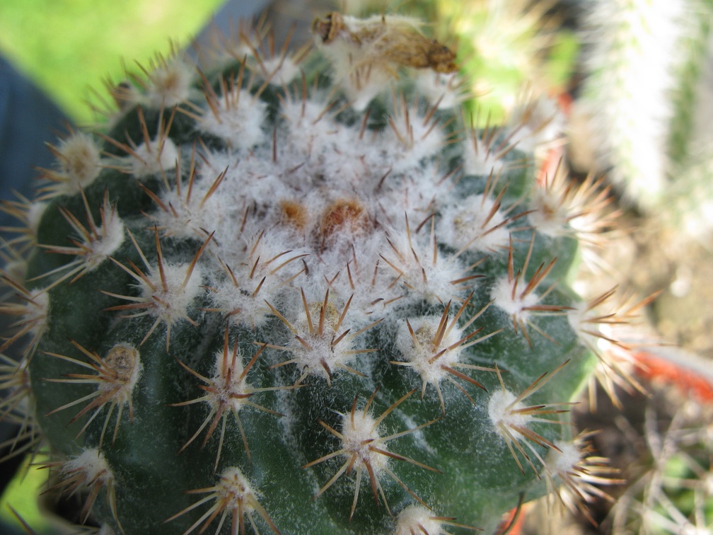 Фото коллекции В.М. Павлика (г. Жашков)