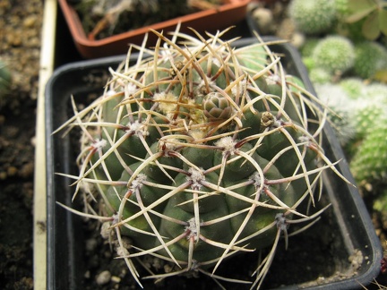 Фото коллекции В.М. Павлика (г. Жашков)