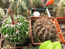 Фото коллекции В.М. Павлика (г. Жашков)