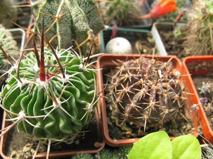 Фото коллекции В.М. Павлика (г. Жашков)