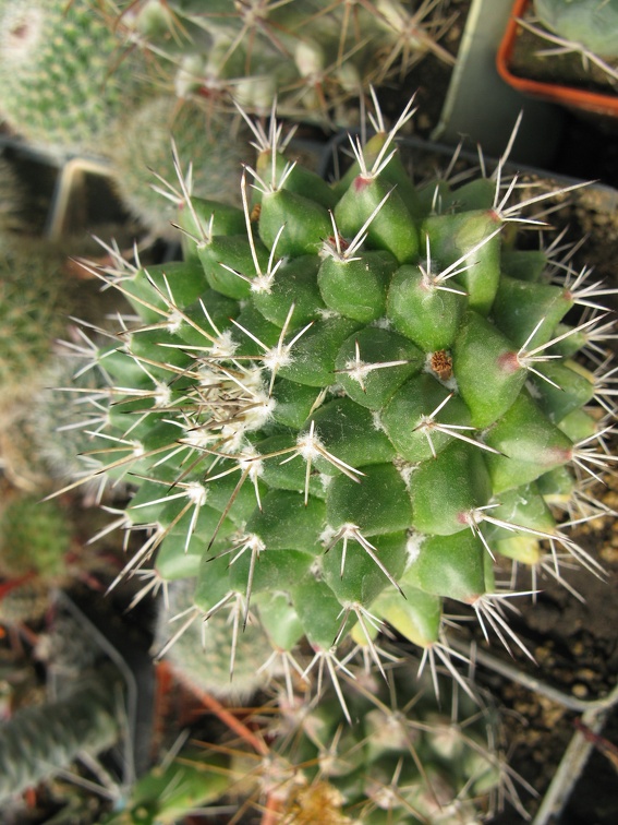 Фото коллекции В.М. Павлика (г. Жашков)