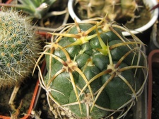 Фото коллекции В.М. Павлика (г. Жашков)