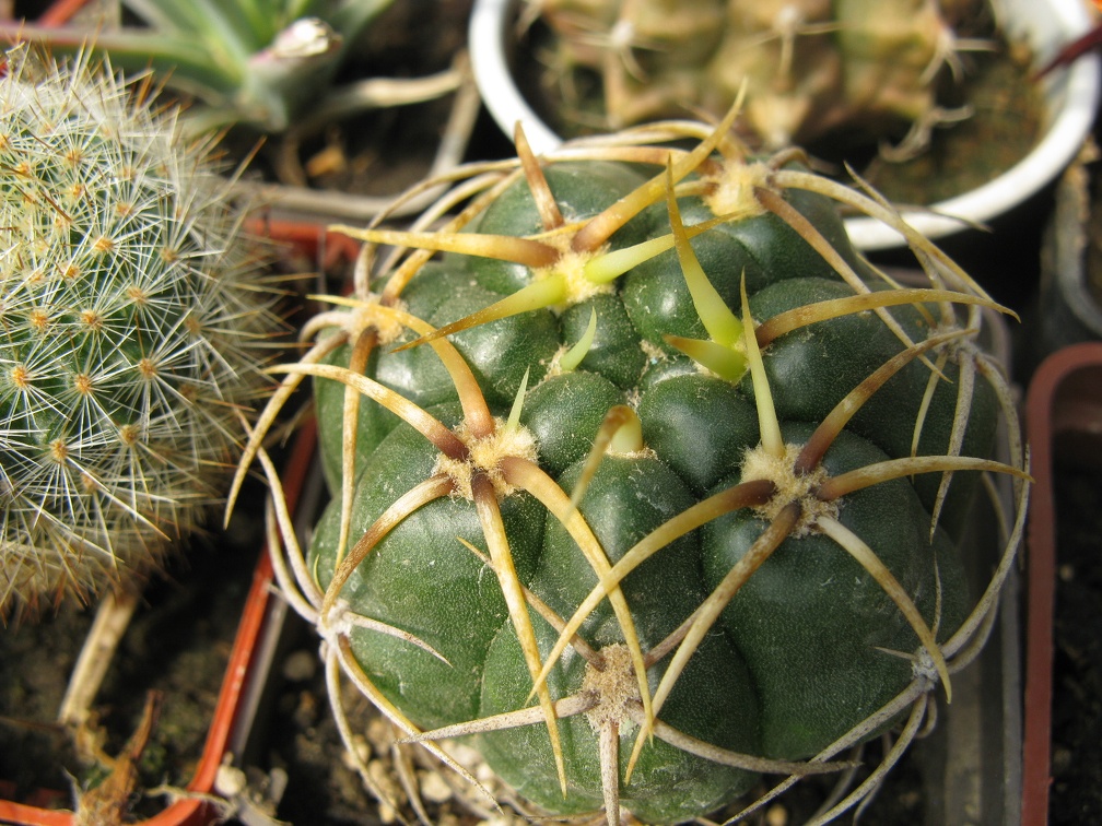 Фото коллекции В.М. Павлика (г. Жашков)