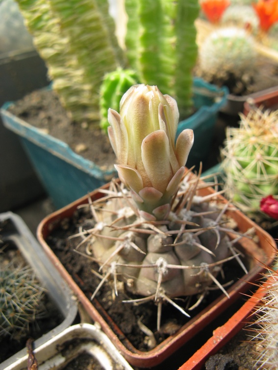 Фото коллекции В.М. Павлика (г. Жашков)