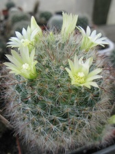 Фото коллекции В.М. Павлика (г. Жашков)