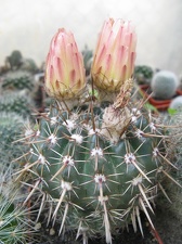 Фото коллекции В.М. Павлика (г. Жашков)