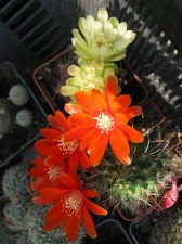 Фото коллекции В.М. Павлика (г. Жашков)