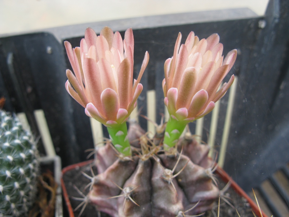 Фото коллекции В.М. Павлика (г. Жашков)